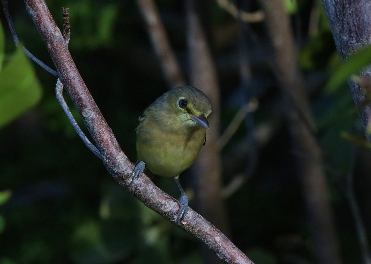 Thick-billed Vireo - Mark Gallagher