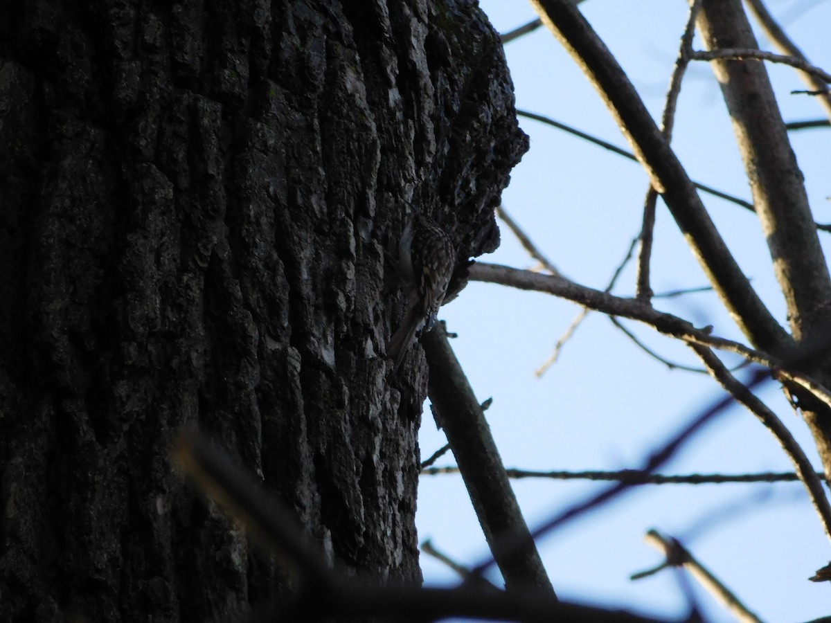 Brown Creeper - ML152116551