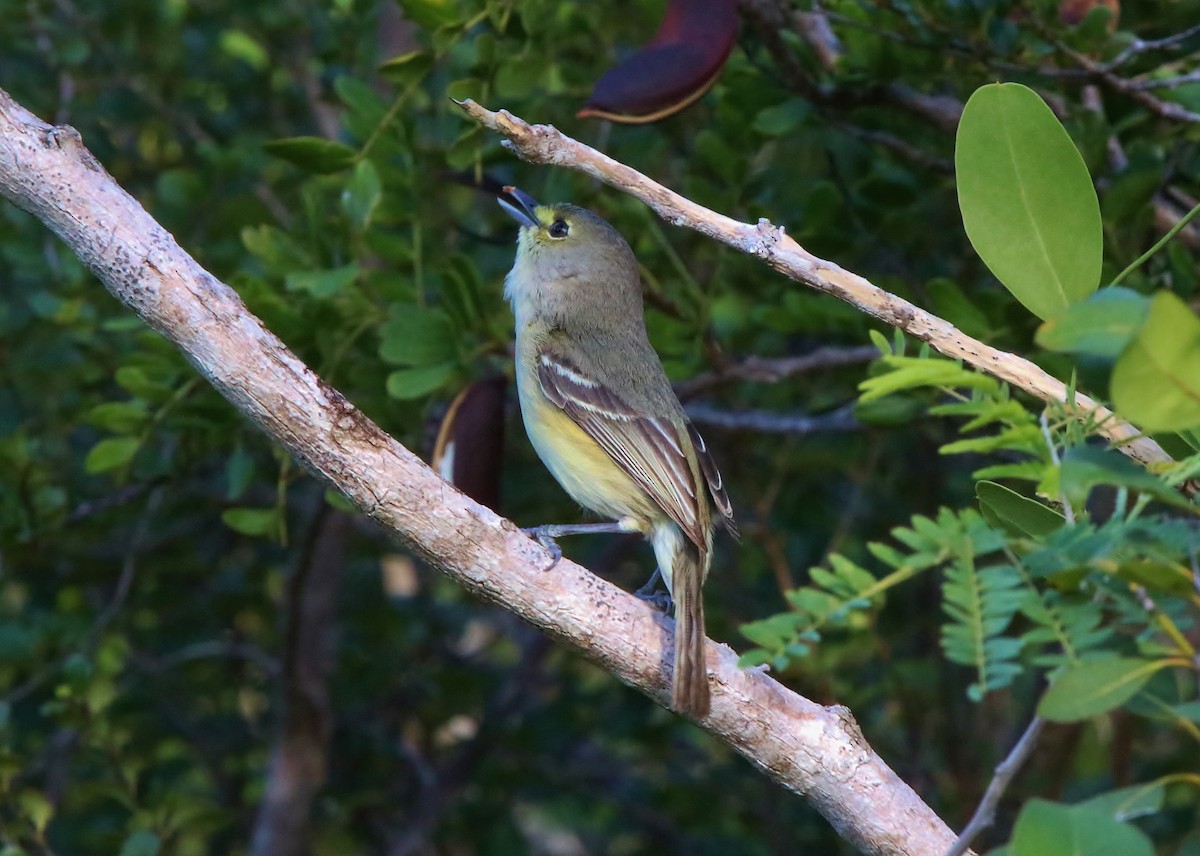 Thick-billed Vireo - Mark Gallagher