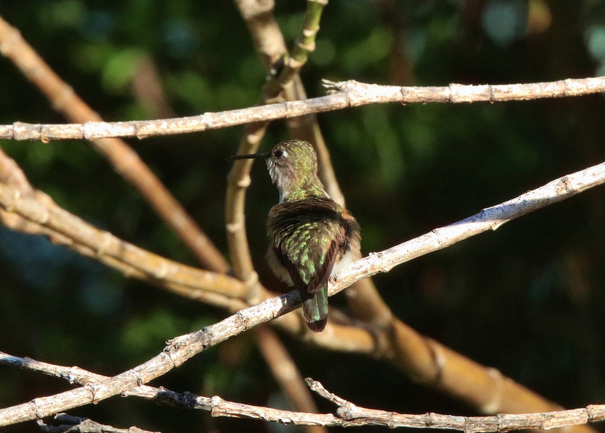 Colibrí de las Bahamas - ML152116691