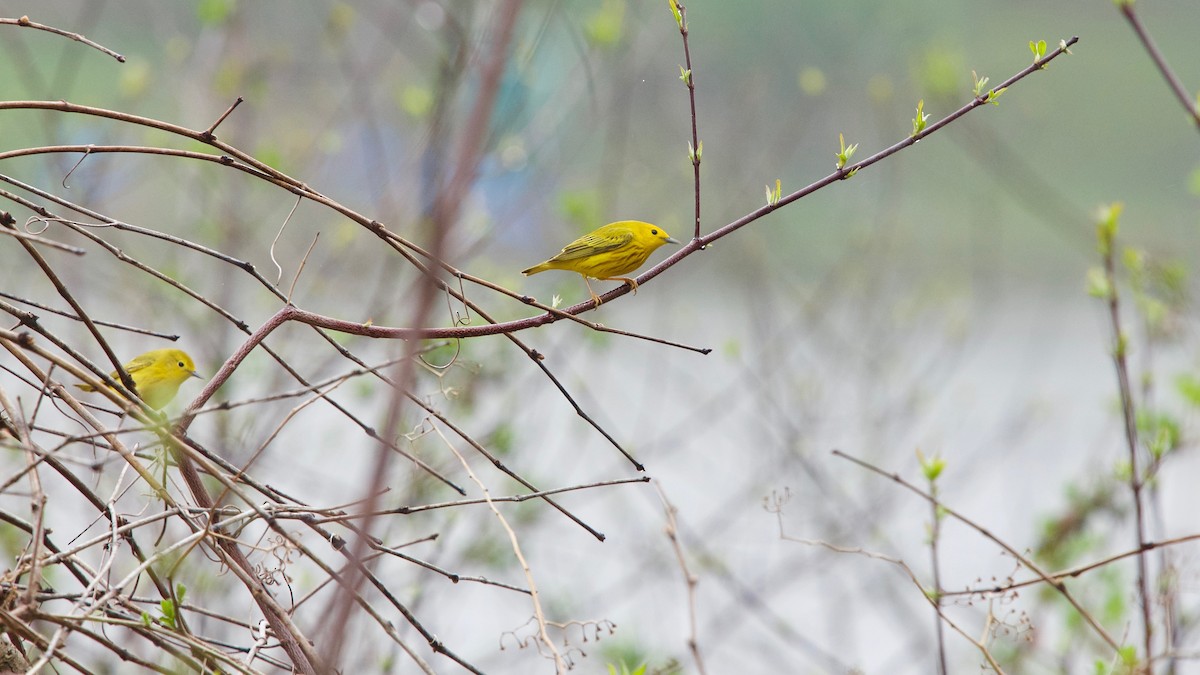 Yellow Warbler - ML152118051