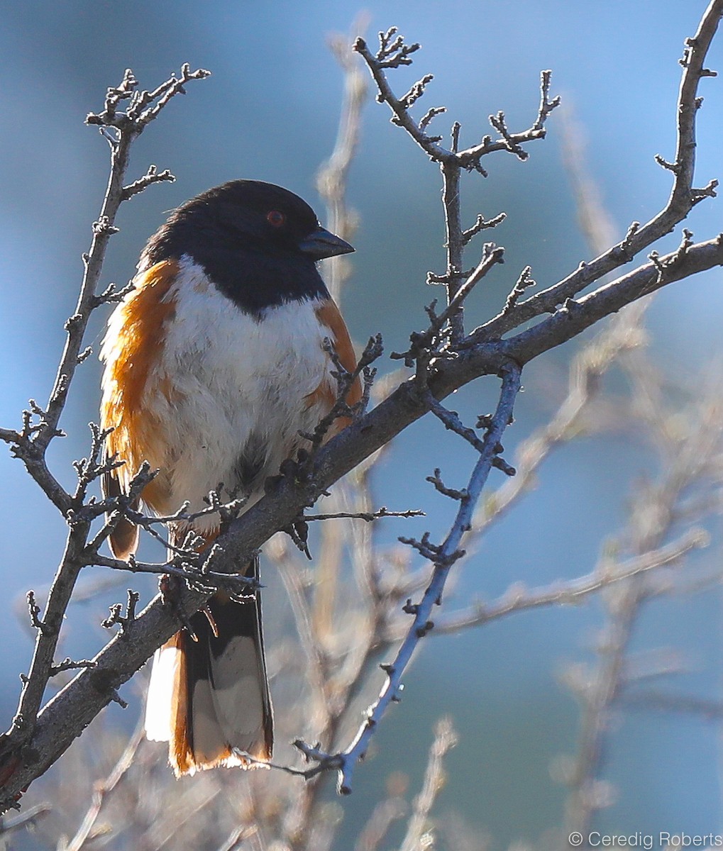 Spotted Towhee - Ceredig  Roberts