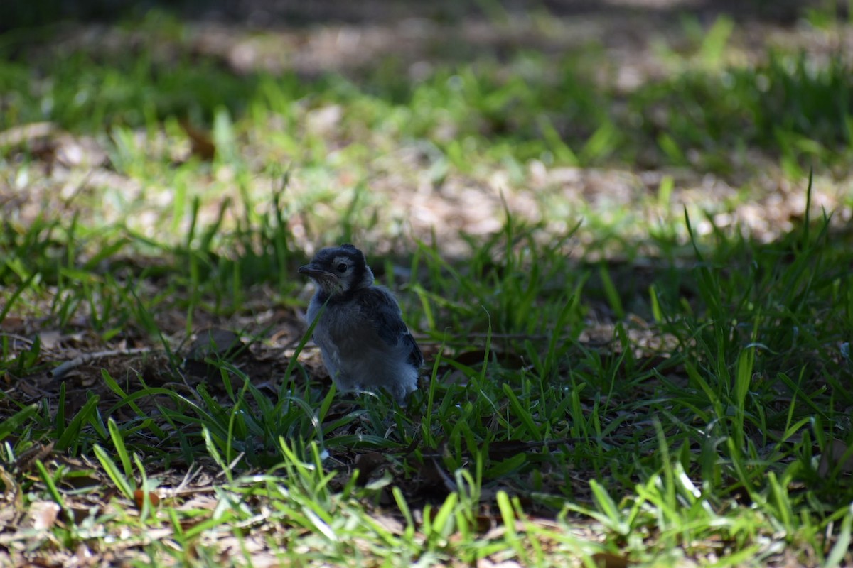 Blue Jay - ML152118351