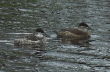 Ruddy Duck - ML152118491