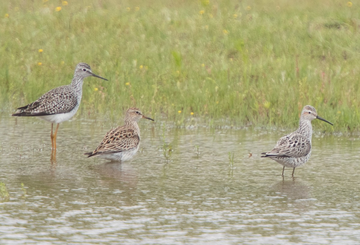 Stilt Sandpiper - ML152118571