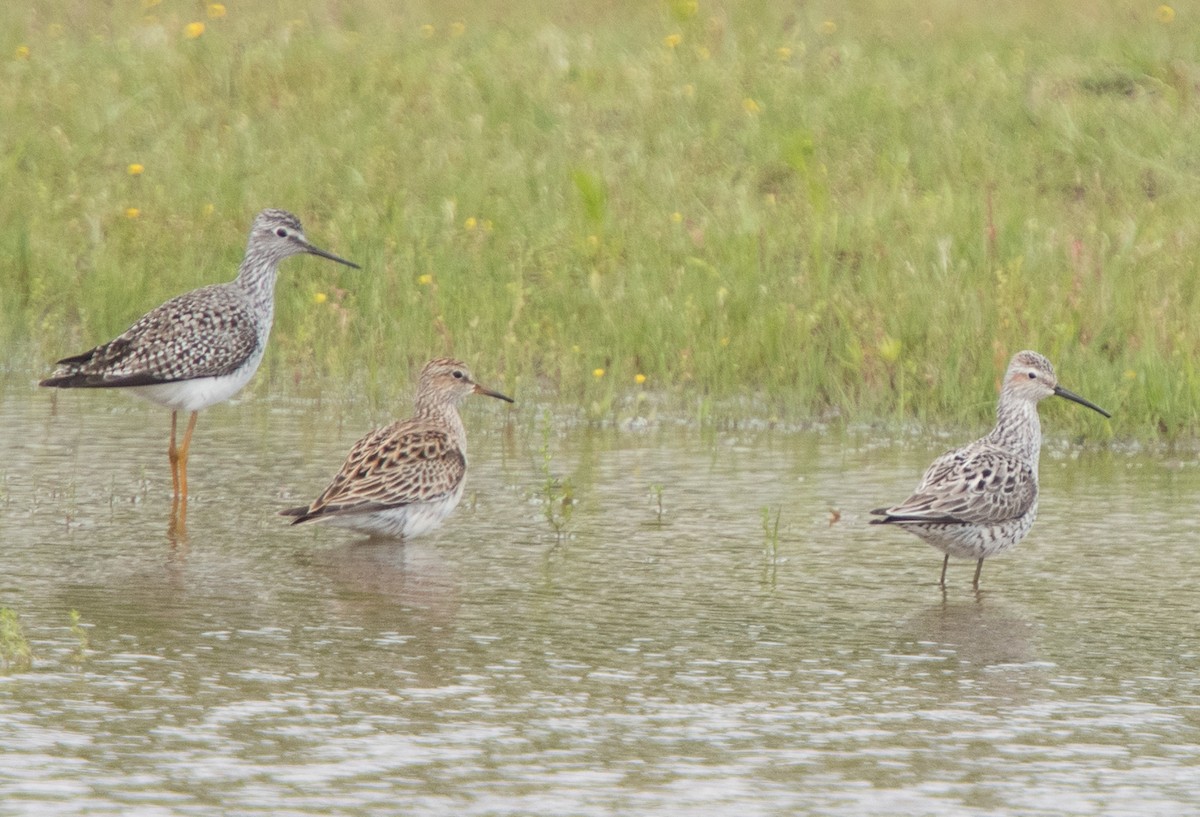 Stilt Sandpiper - ML152118571