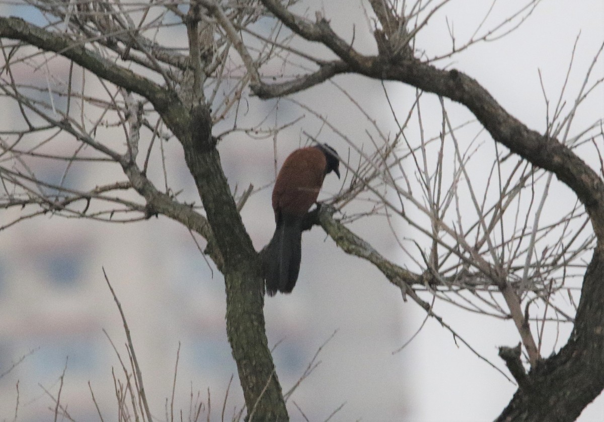 Grand Coucal - ML152119111