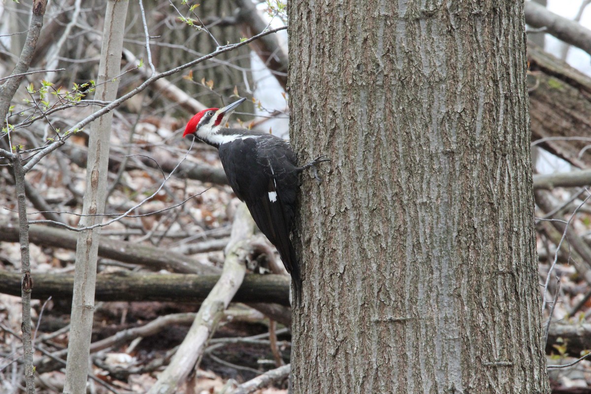 Pileated Woodpecker - ML152121321