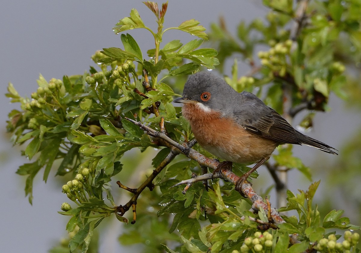 Western Subalpine Warbler - Carlos Alberto Ramírez