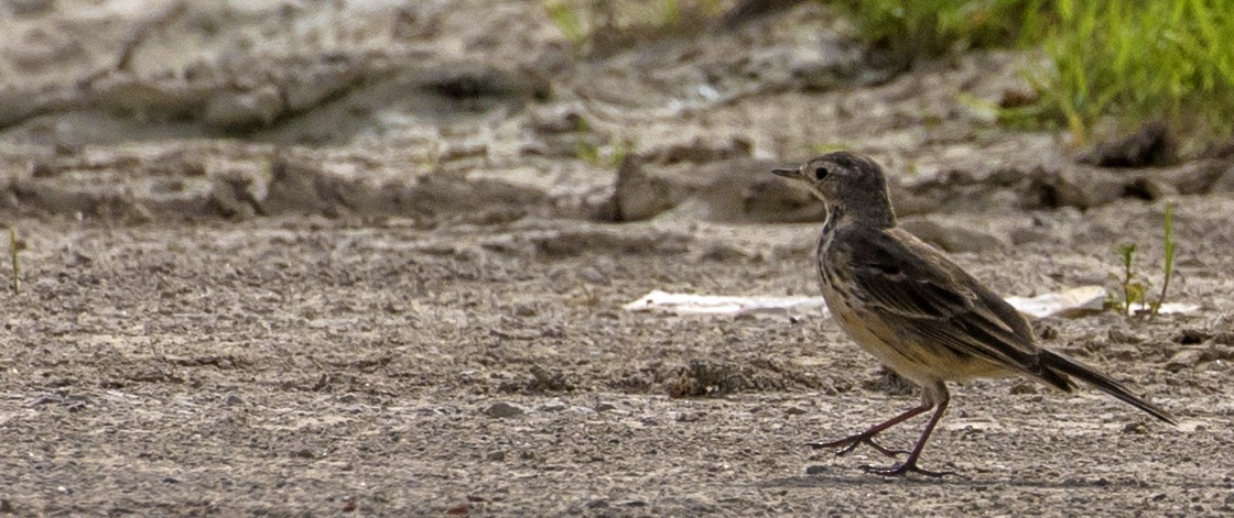 American Pipit - ML152123311