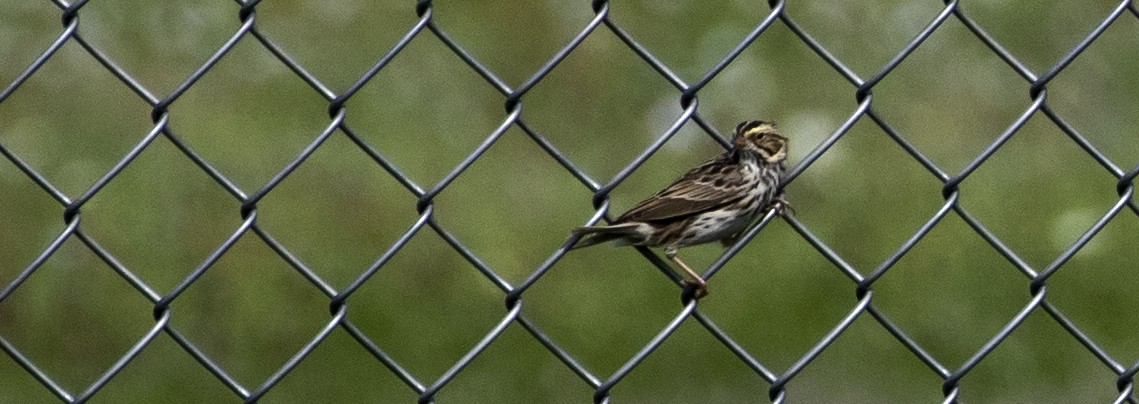 Savannah Sparrow - ML152123751