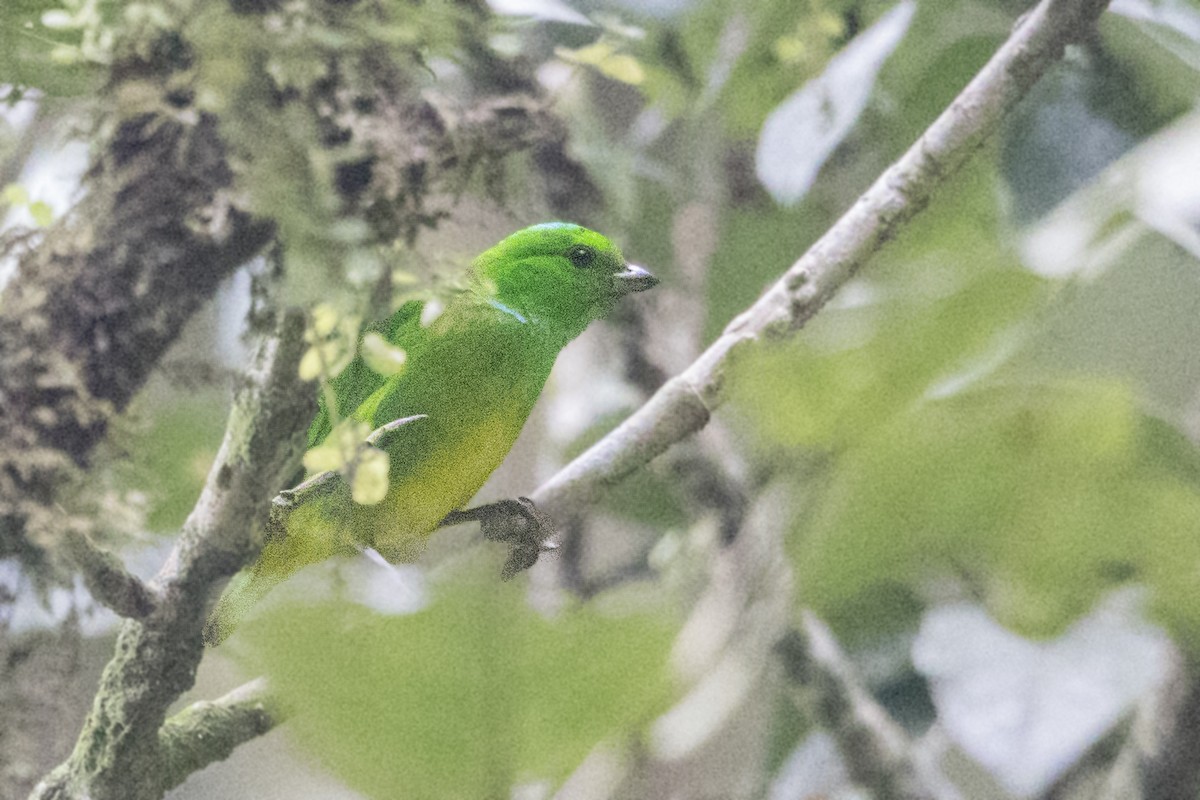 Blue-crowned Chlorophonia - ML152123821