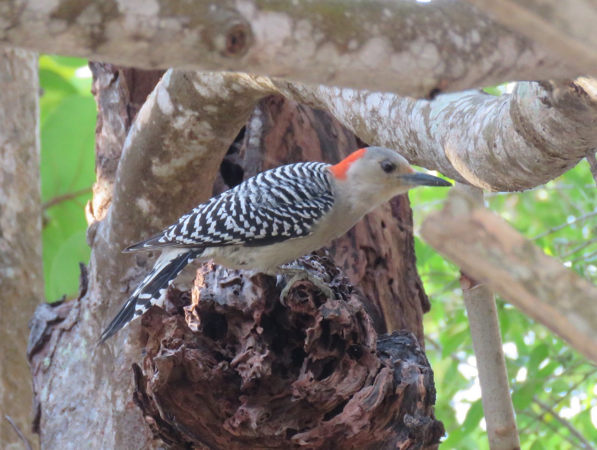 Red-bellied Woodpecker - ML152123951