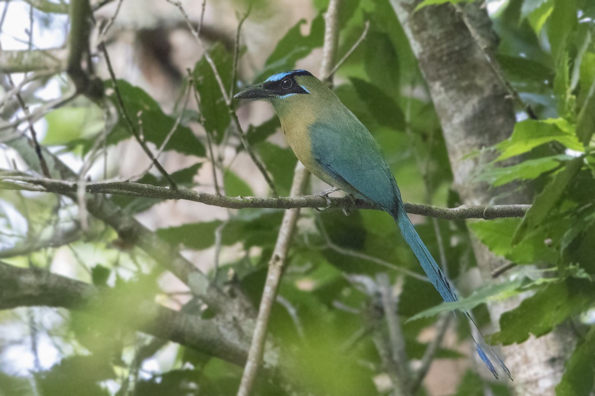 Motmot de Lesson - ML152124081