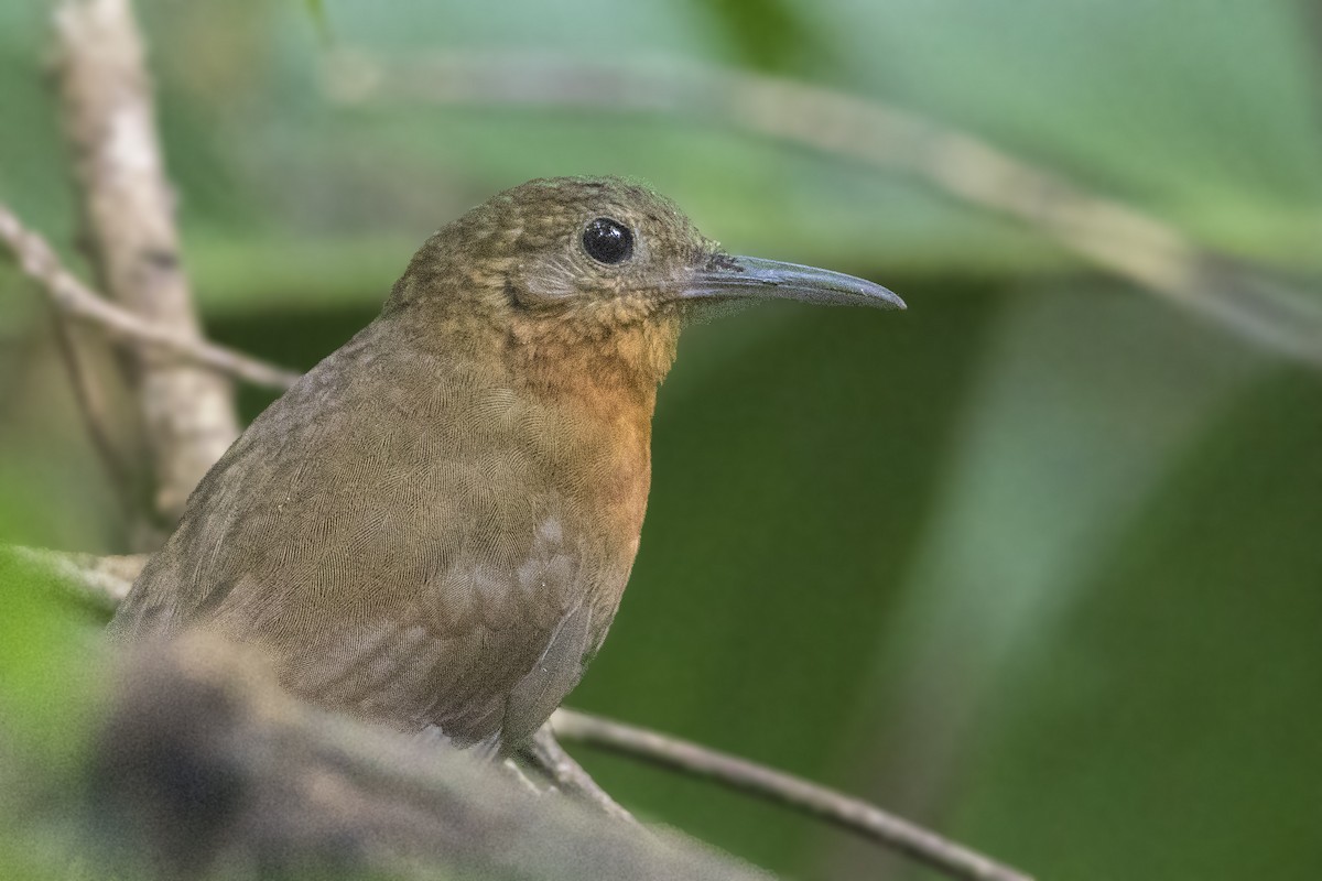 Sclérure à gorge rousse (mexicanus) - ML152124751