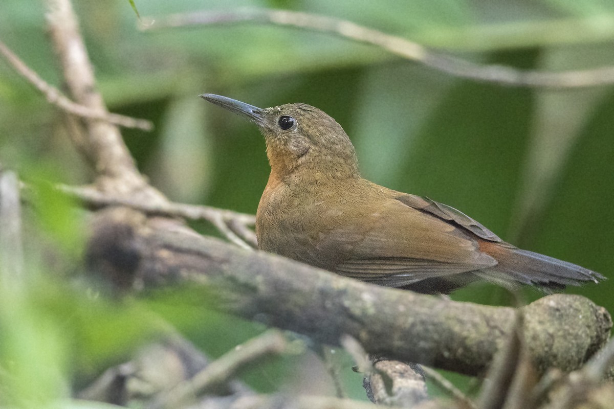 Middle American Leaftosser (Mexican) - ML152124771