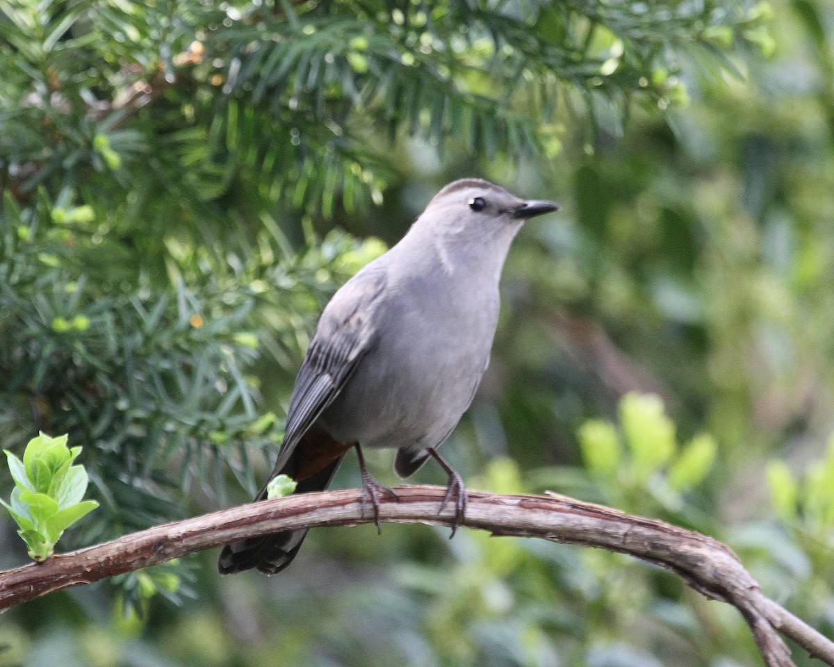 Pájaro Gato Gris - ML152124911