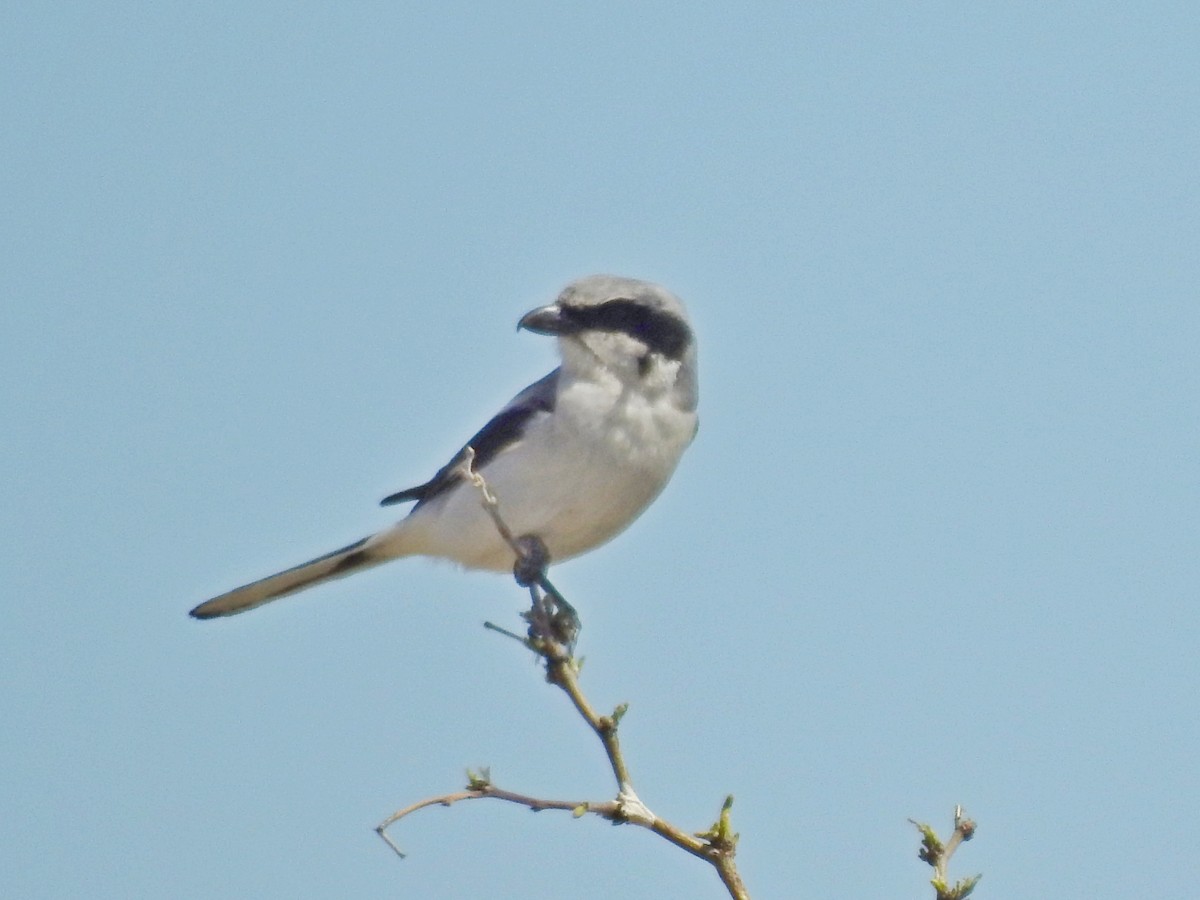 Loggerhead Shrike - ML152125081