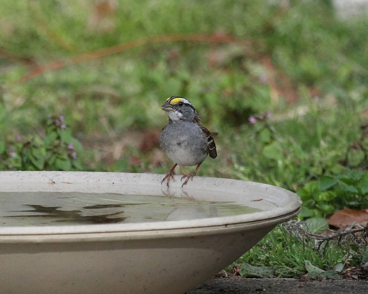 White-throated Sparrow - Jeff Shenot