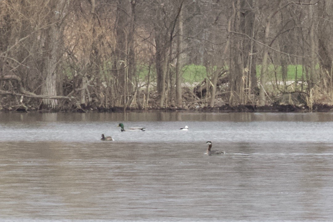 Red-necked Grebe - ML152125781