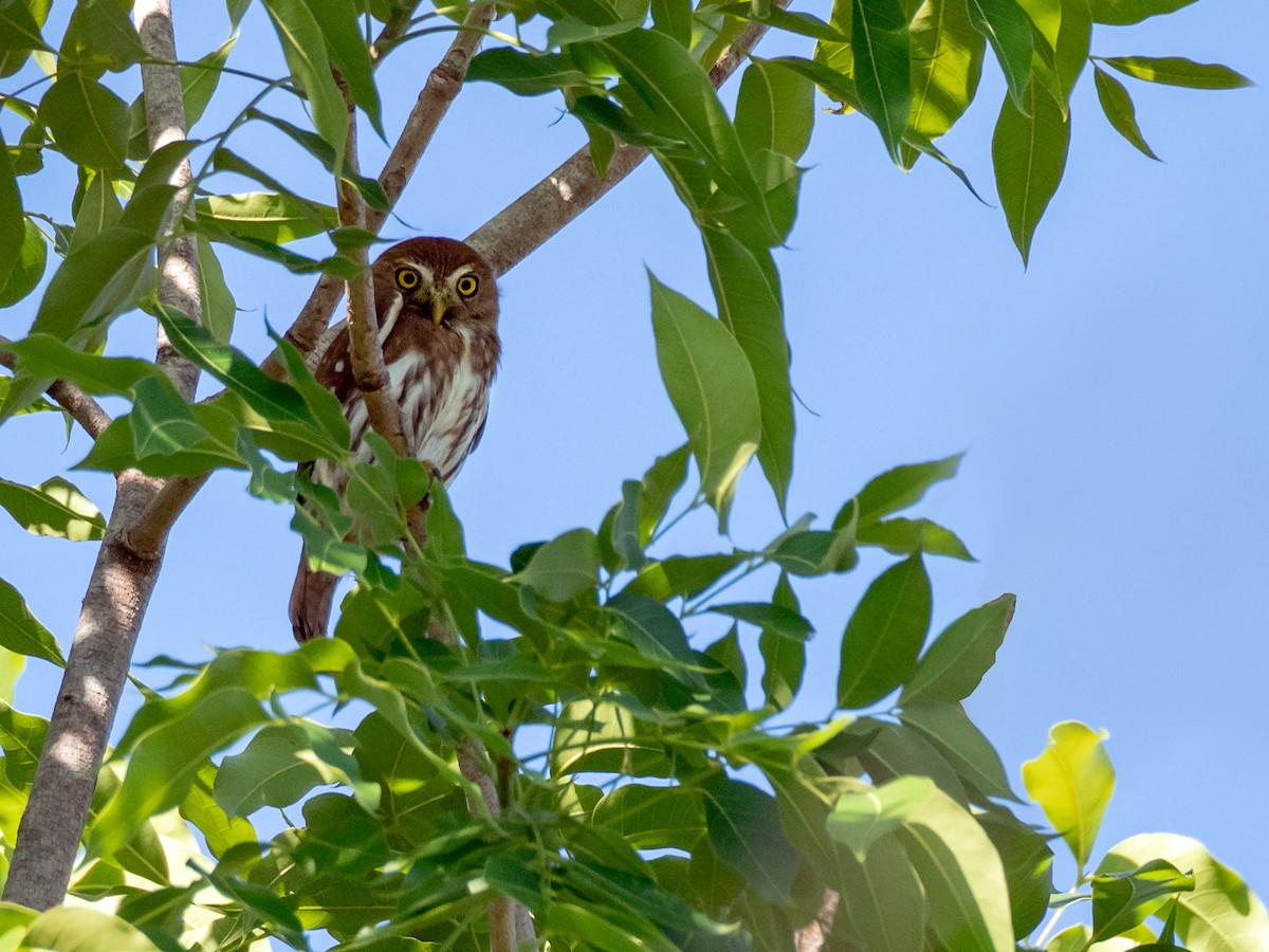 Ferruginous Pygmy-Owl - ML152125861