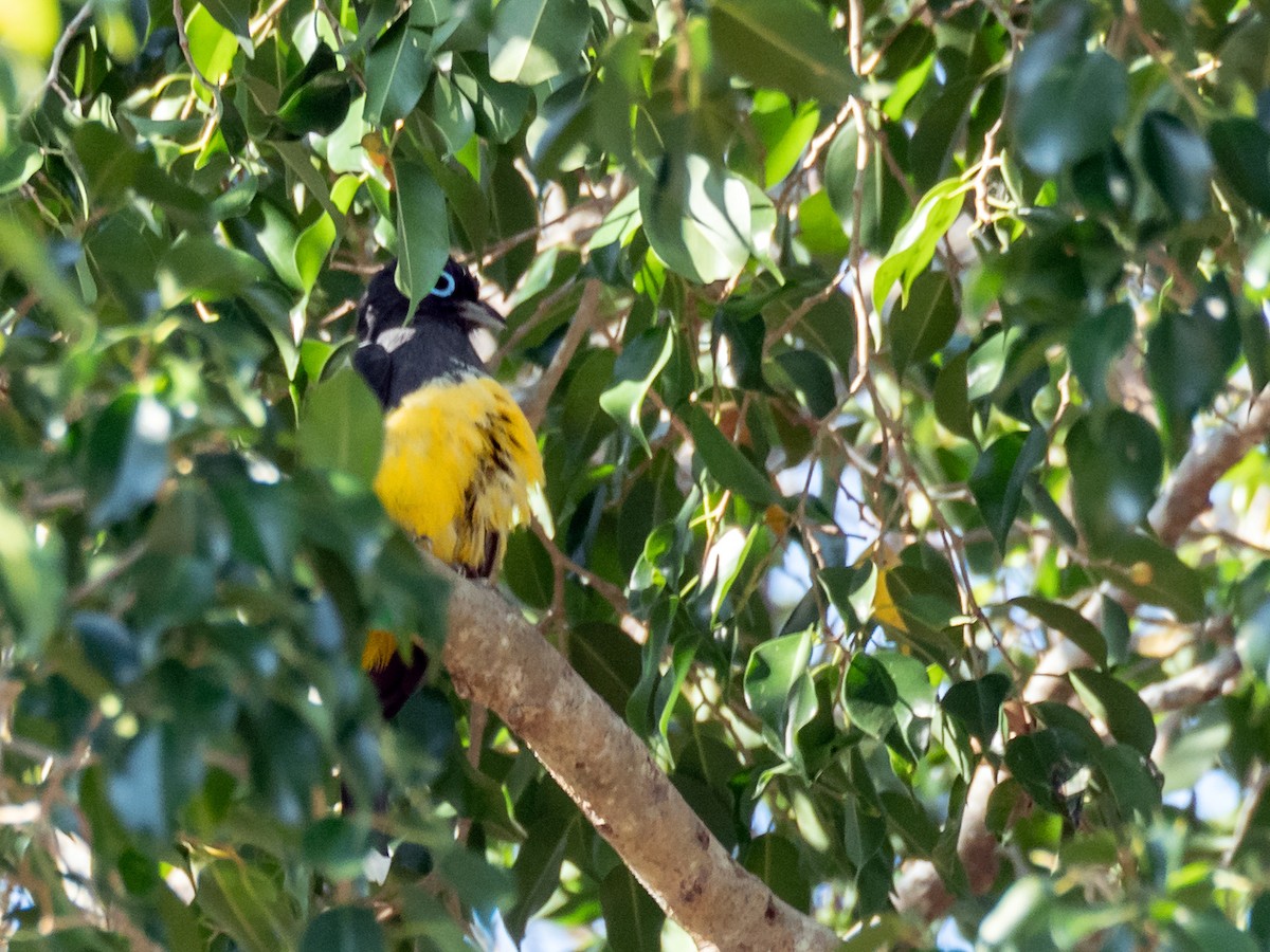 Black-headed Trogon - ML152125921