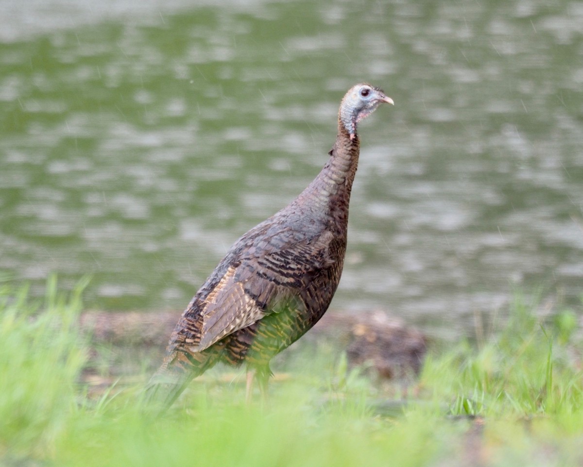 Wild Turkey - ML152125931