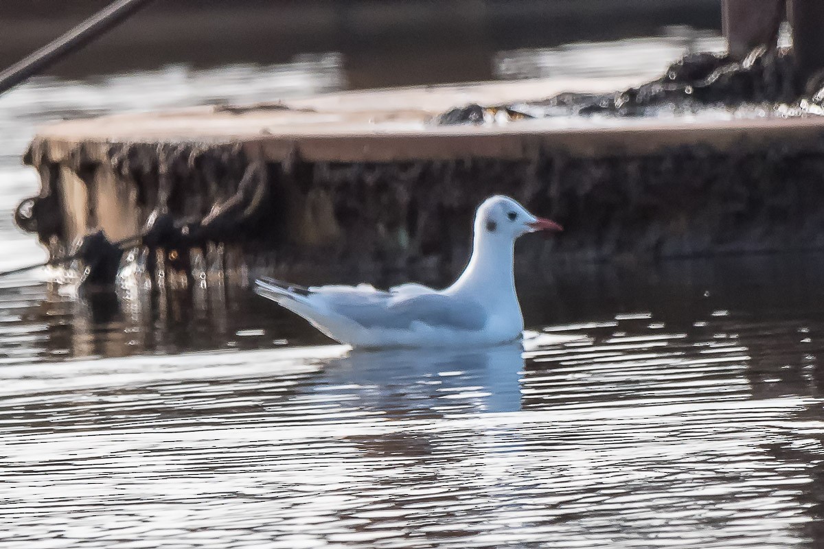 Black-headed Gull - ML152126051