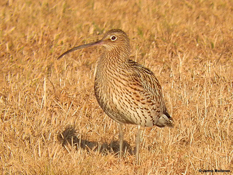 Eurasian Curlew - ML152126081