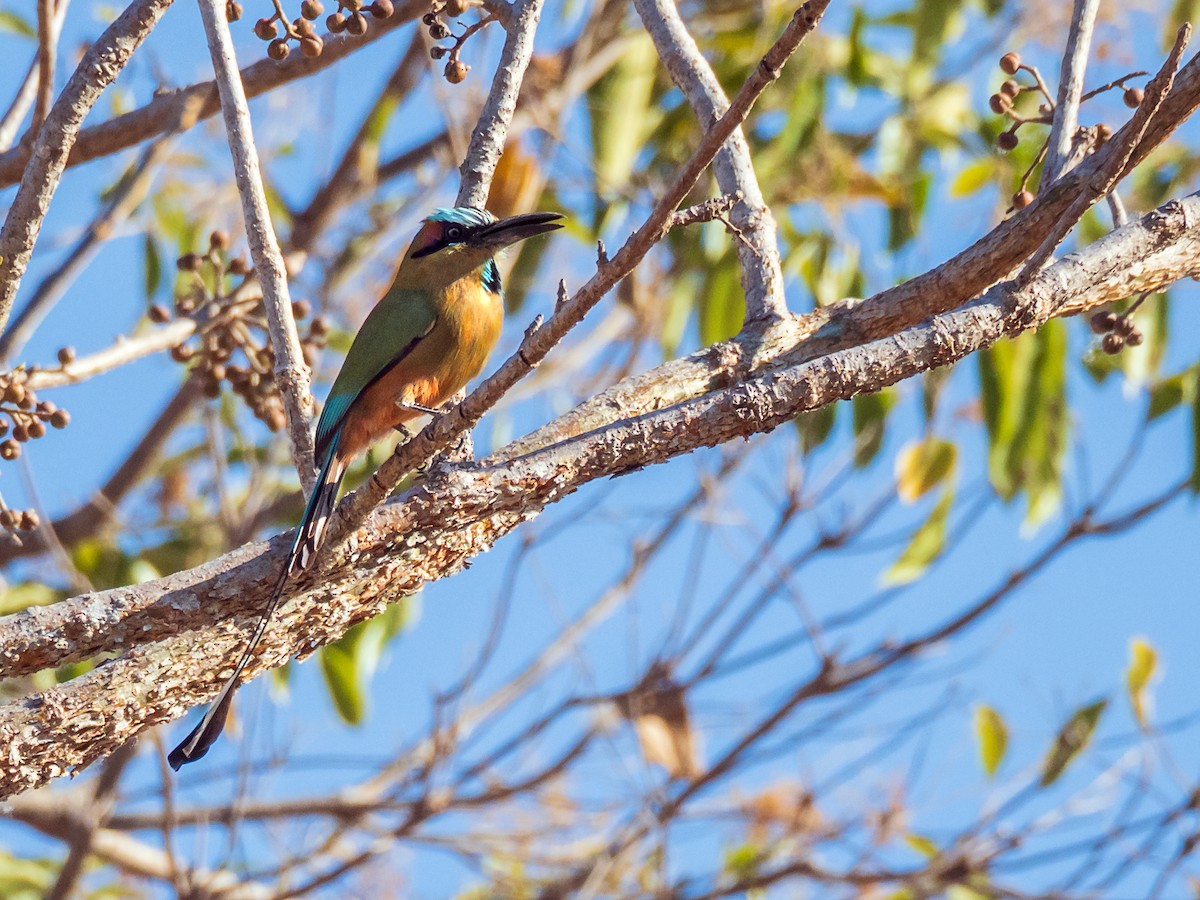 Turquoise-browed Motmot - ML152126111