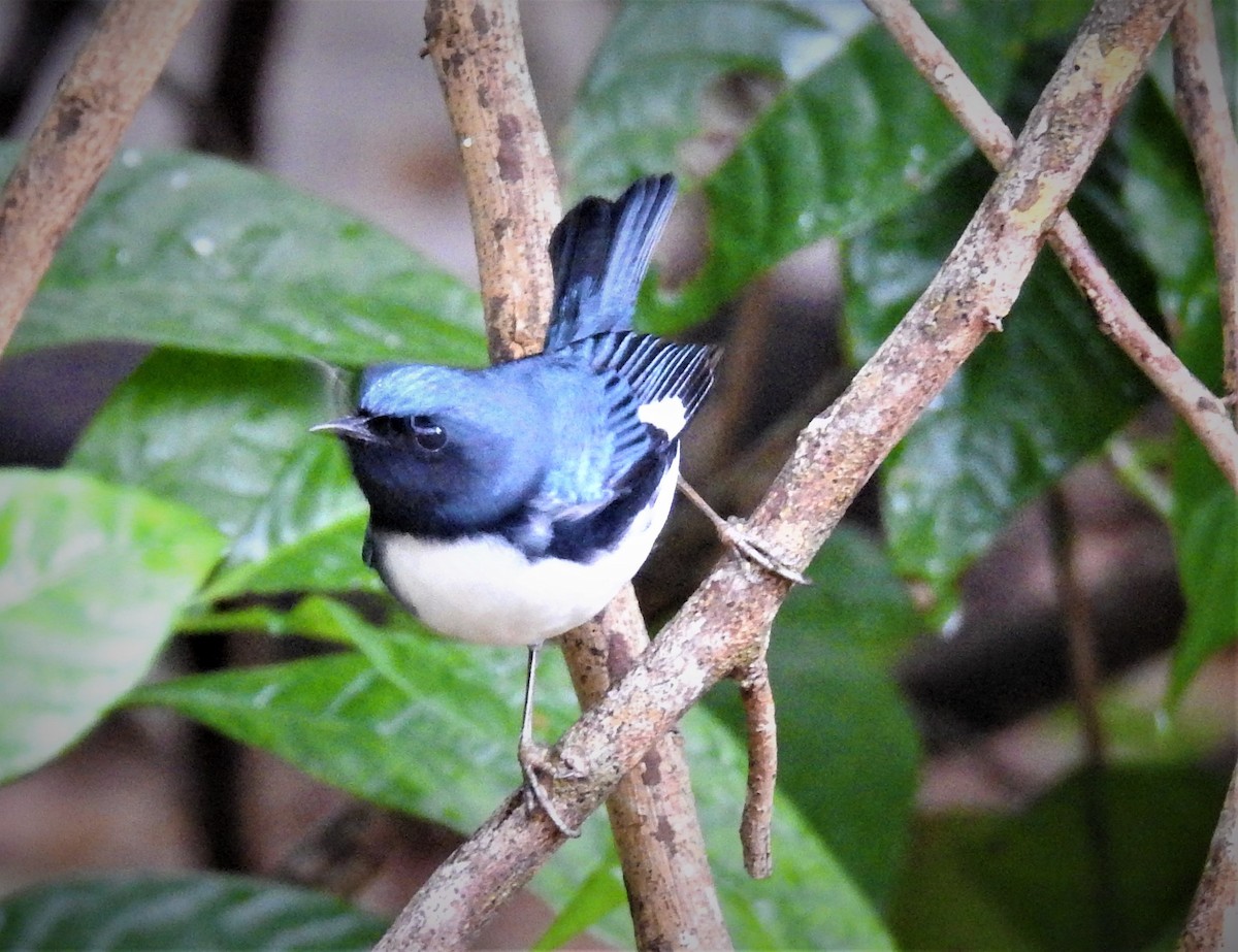Black-throated Blue Warbler - david gabay