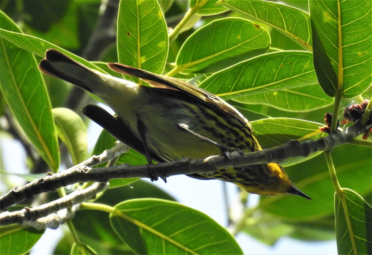 Cape May Warbler - david gabay