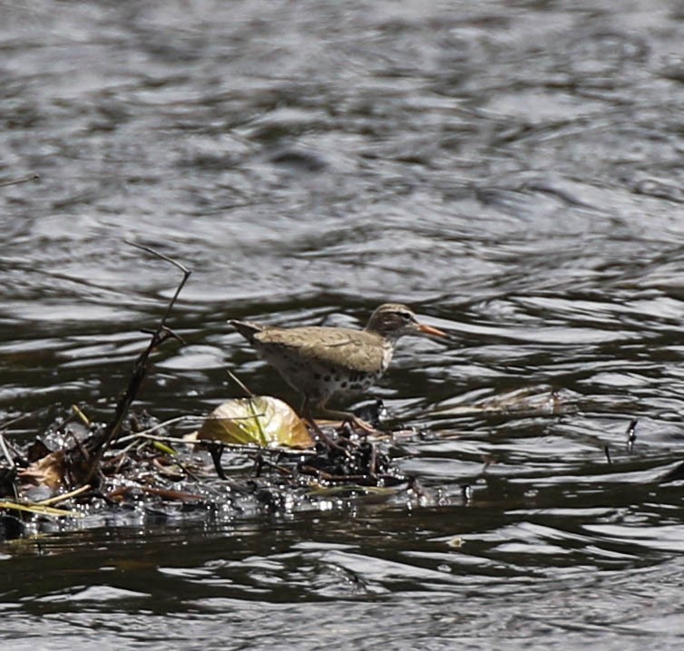 Spotted Sandpiper - Christopher McPherson