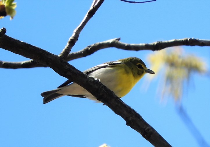 Viréo à gorge jaune - ML152129661