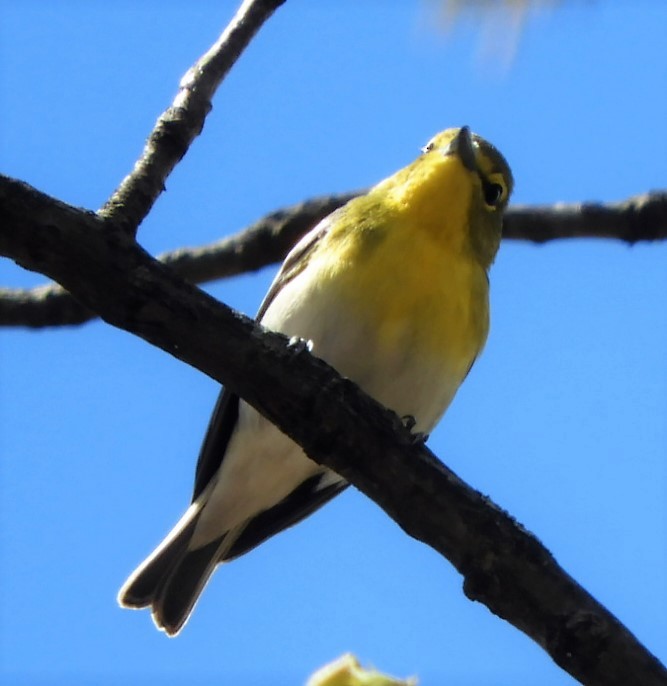 Viréo à gorge jaune - ML152129671