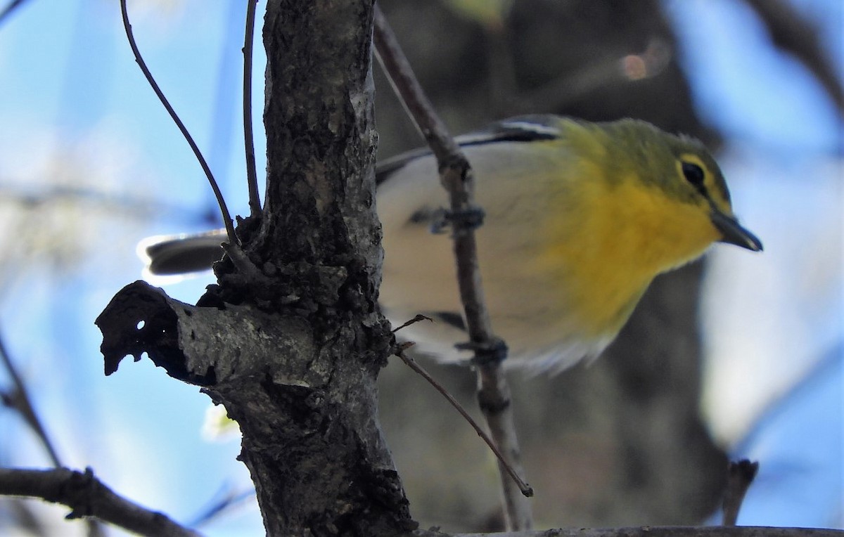 Viréo à gorge jaune - ML152129691