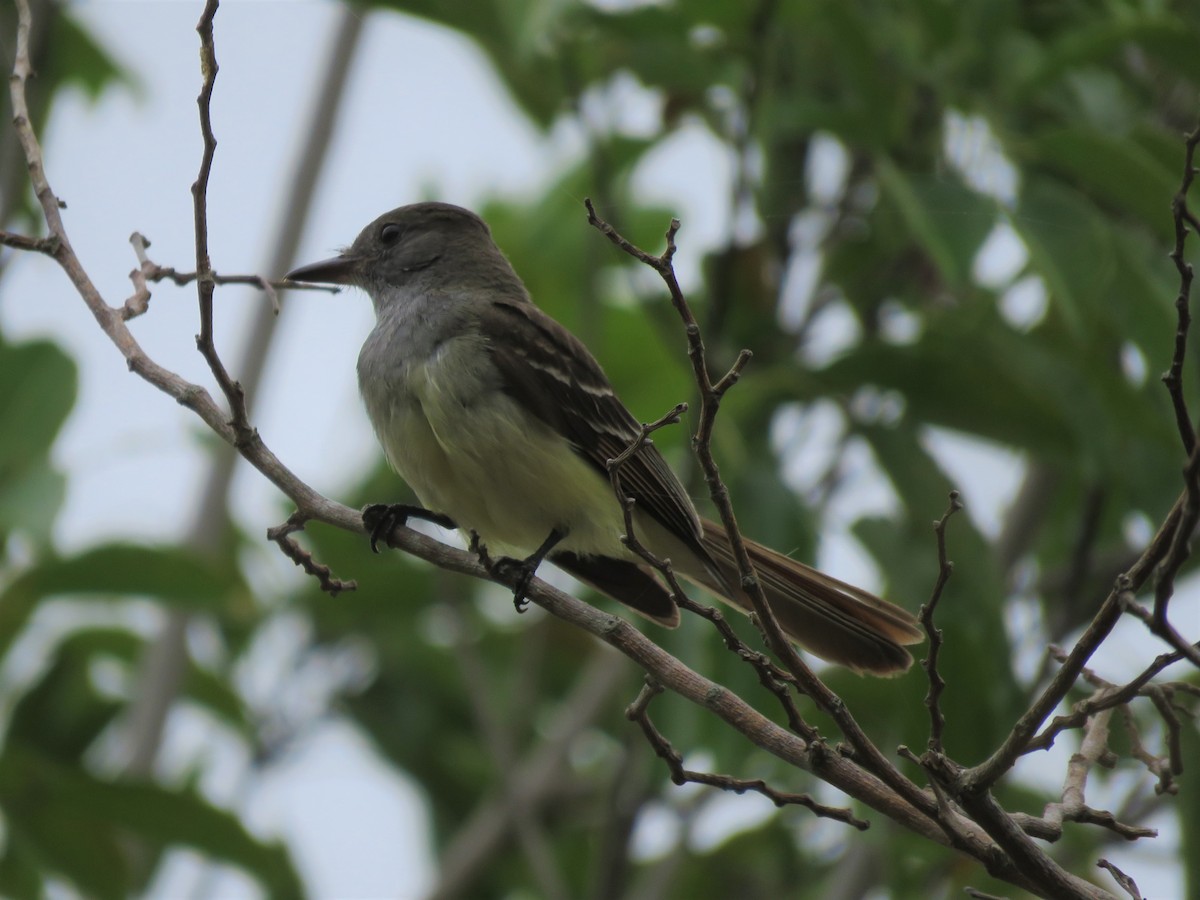 Great Crested Flycatcher - ML152129761
