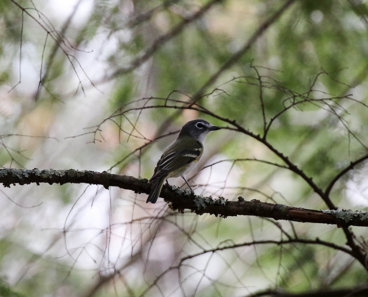 Blue-headed Vireo - Christopher McPherson