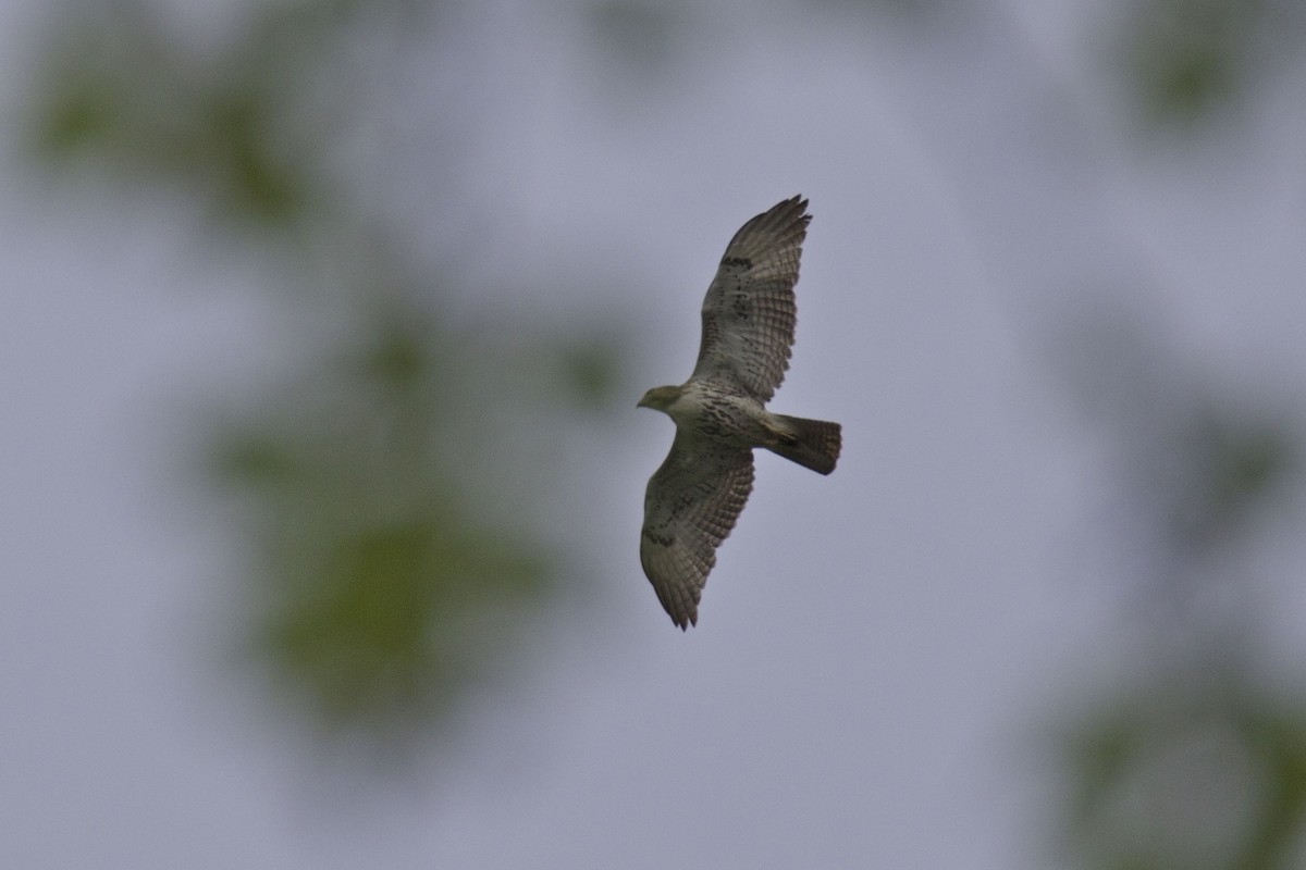 Red-tailed Hawk - ML152130261