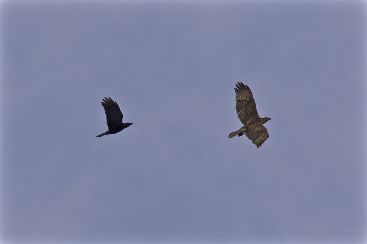 Red-tailed Hawk - ML152130681