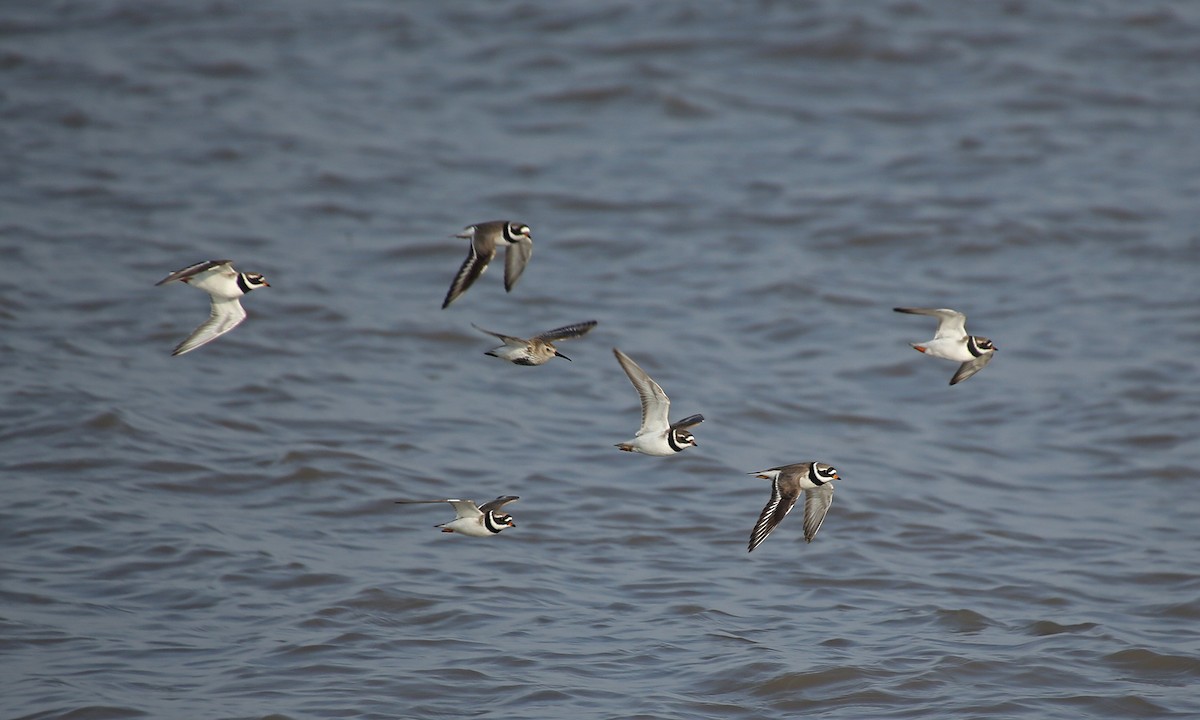 Common Ringed Plover - Paul Chapman