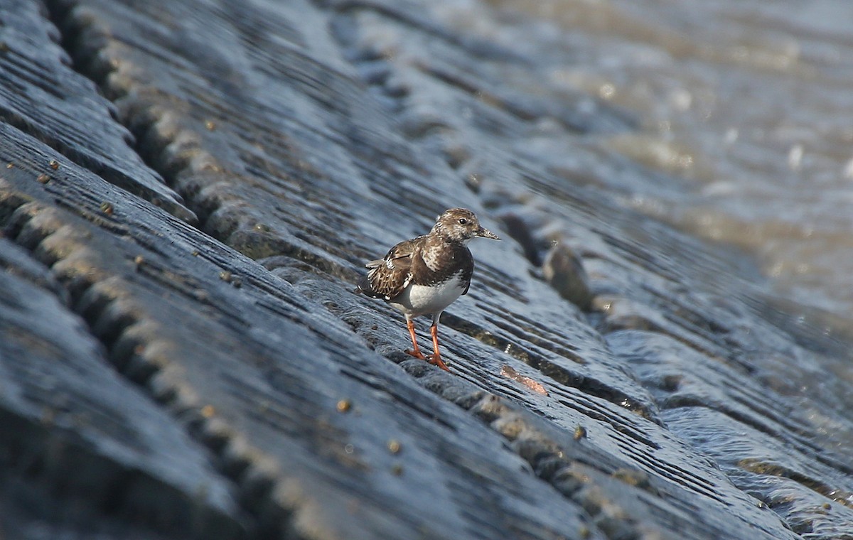 Ruddy Turnstone - ML152131681