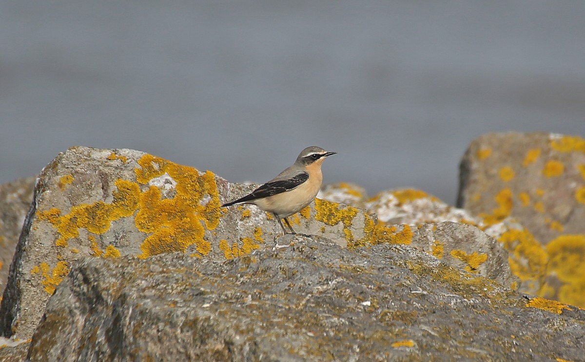 Northern Wheatear - ML152132071