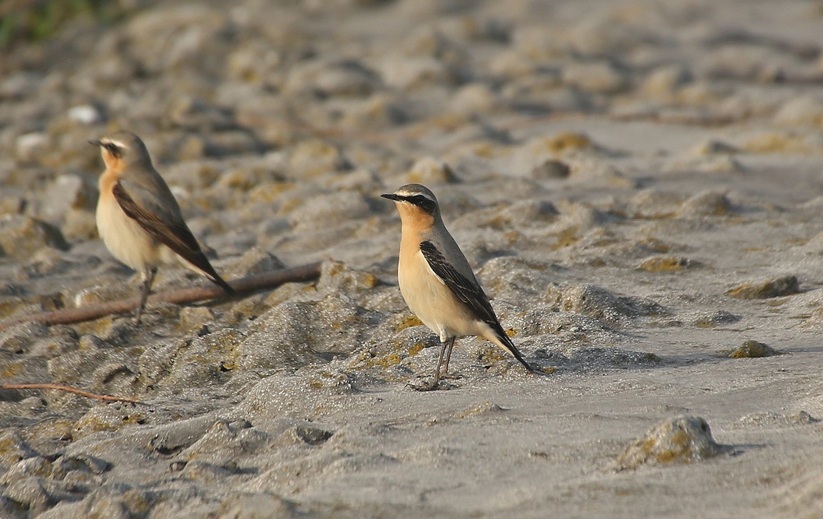 Northern Wheatear - ML152132161