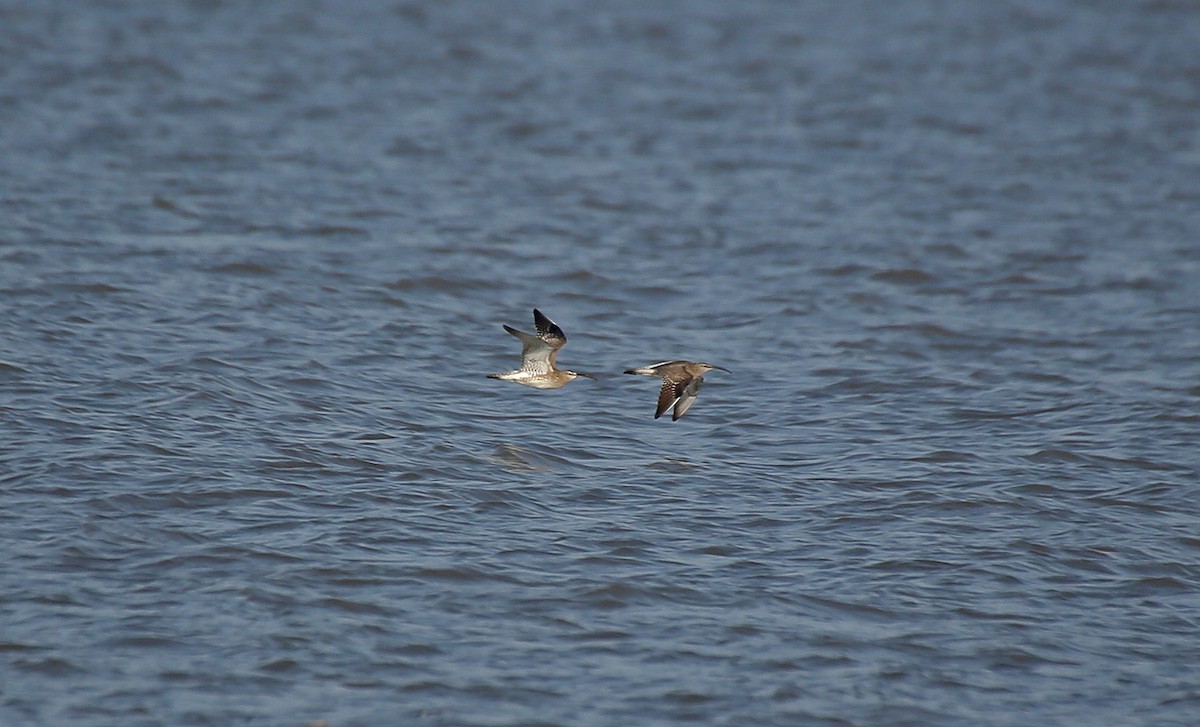 Whimbrel - ML152132371