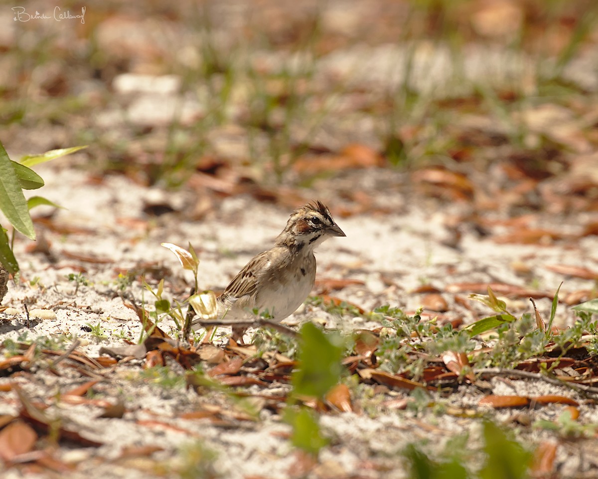 Lark Sparrow - ML152133911