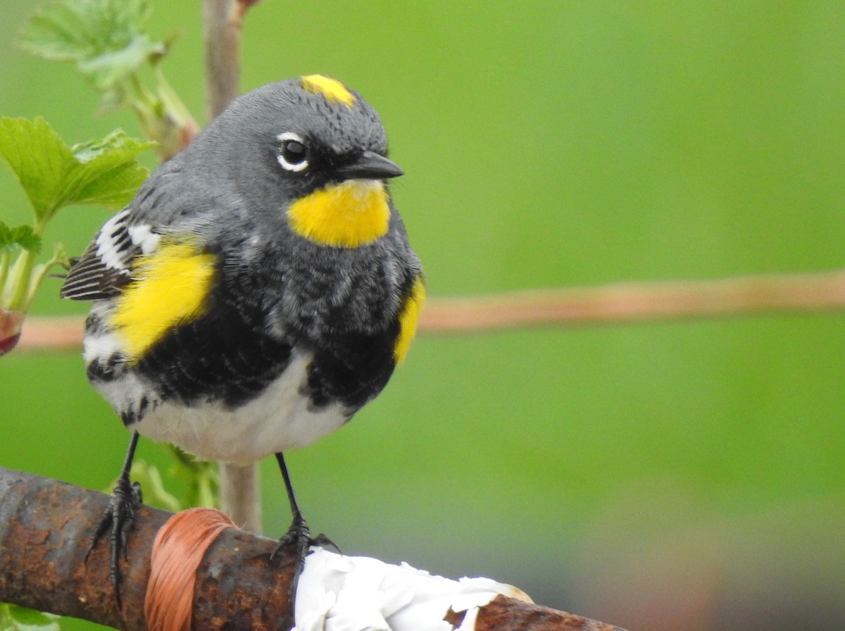 Yellow-rumped Warbler (Audubon's) - Isaac  Denzer