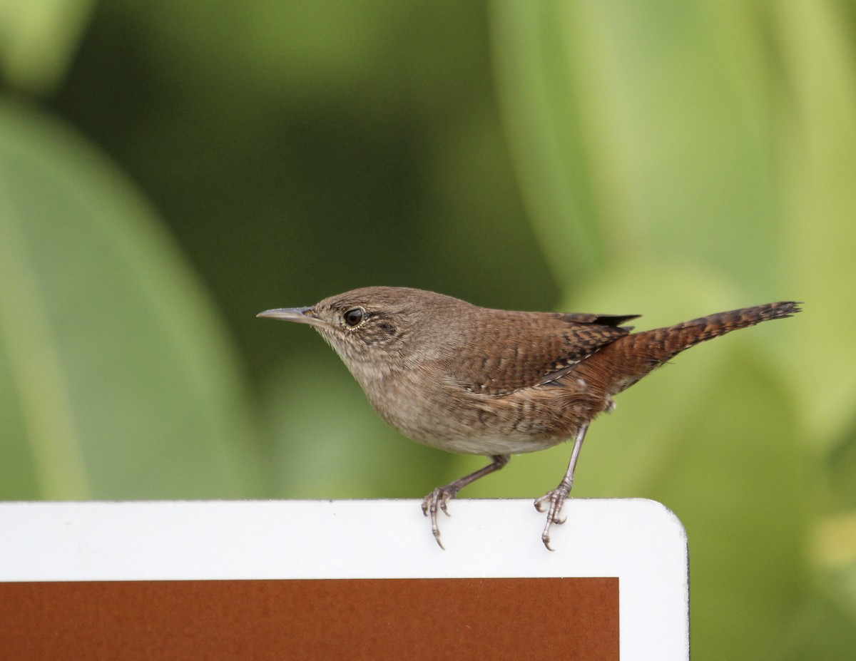 Northern House Wren - ML152136541