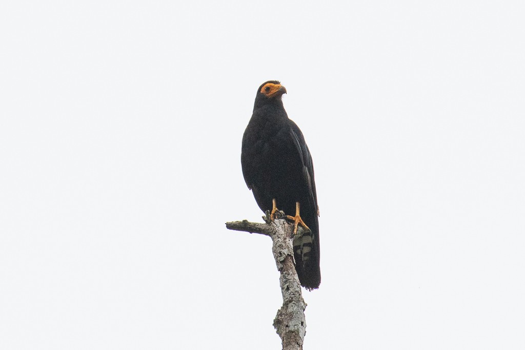 Black Caracara - ML152136771