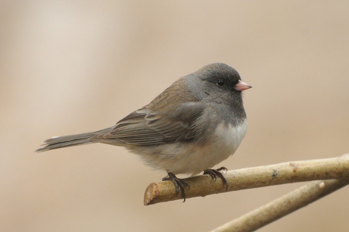 Dark-eyed Junco (Slate-colored) - Kiah R. Jasper